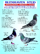 Pigeon Advert - little Ripper & 17250 mar.pdf