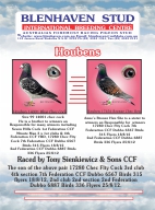 Pigeon Advert - Houbens 14001 & 17363 270812.pdf