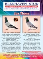 Pigeon Advert - 15061434 & 5148851 211113.pdf